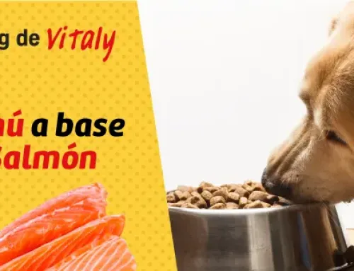 VITALY MENÚ SALMÓN: COMIDA PARA PERROS DE ALTA CALIDAD Y SABOR IRRESISTIBLE