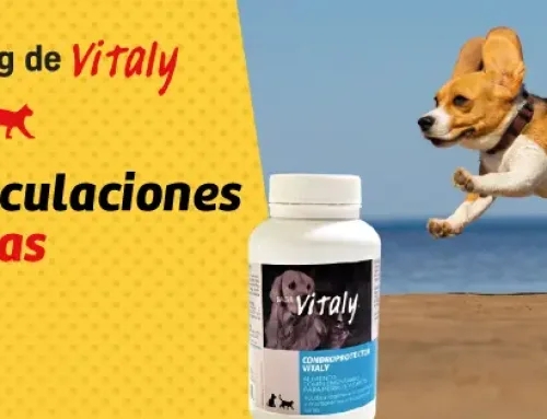 ARTICULACIONES SANAS PARA PERROS Y GATOS CON CONDROPROTECTOR VITALY