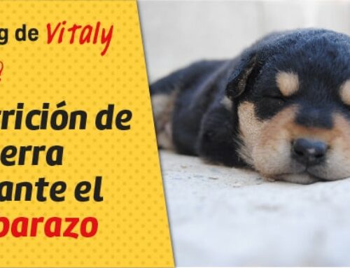 ¿CÓMO DEBE SER LA NUTRICIÓN DE MI PERRA DURANTE EL EMBARAZO?