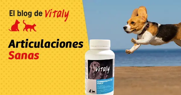 Articulaciones sanas para perros y gatos con Condroprotector Vitaly