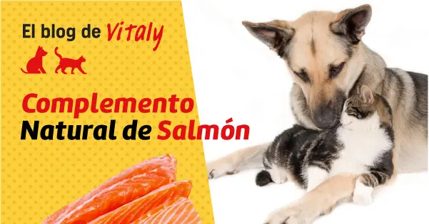 Aceite de salmón Vitaly: un complemento natural para la salud de tu mascota