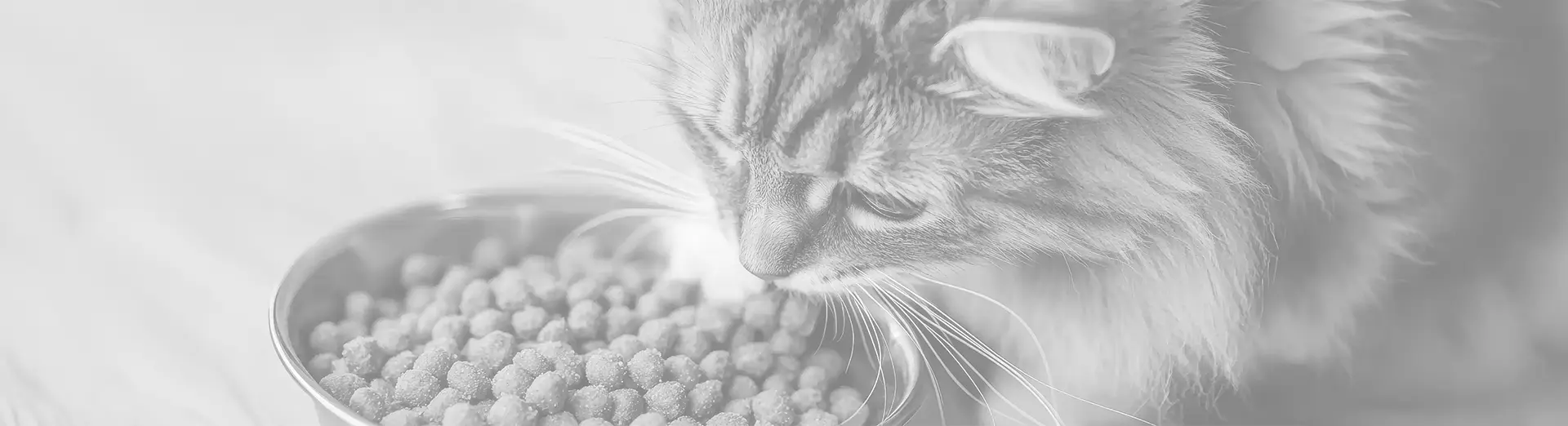 Alimento para Gatos - PiensoenVitaly
