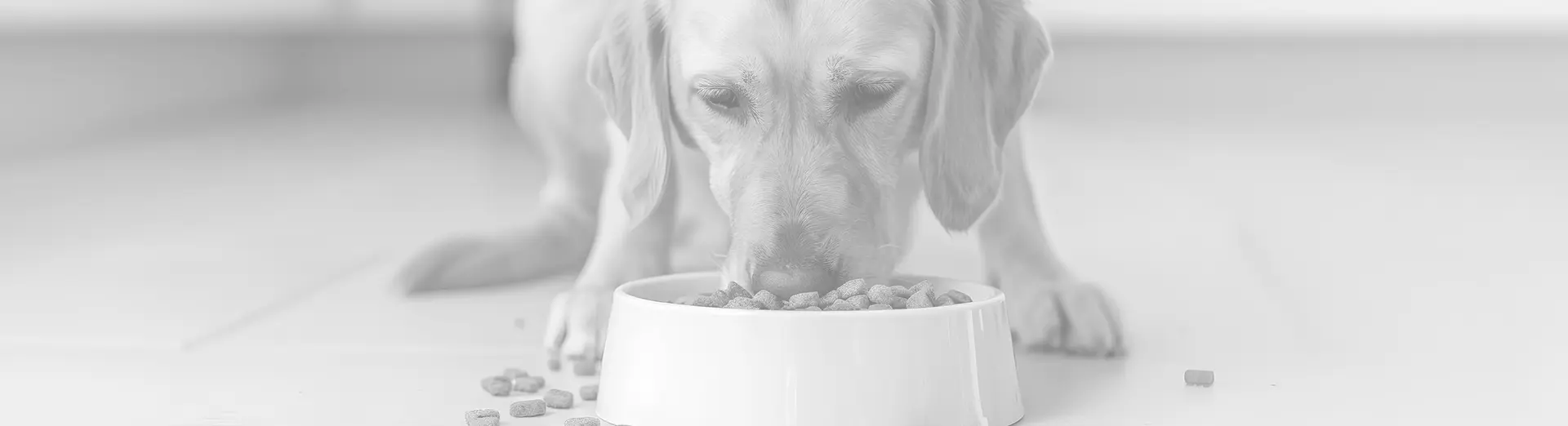 Alimento para Perros - PiensoenVitaly